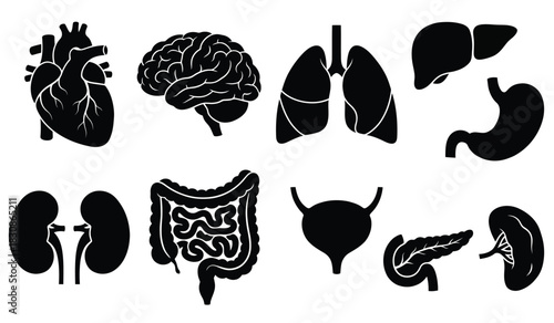 Human Internal Organs Icon Set – Heart, Brain, Lungs, Liver, Digestive System Silhouette