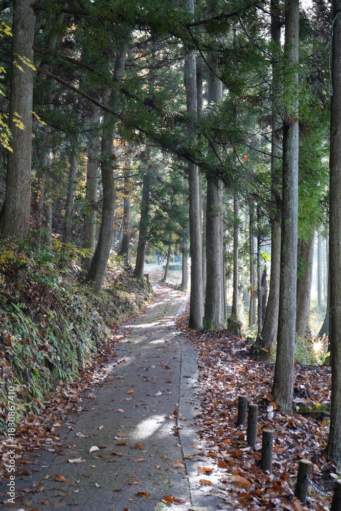 Fototapeta premium 滋賀県 鶏足寺の紅葉の風景