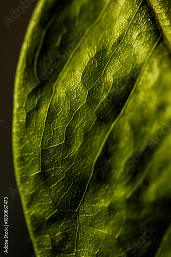 Close-up detail of green leaf surface and texture. Pau Brasil
