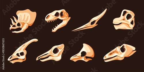 Dinosaurs skulls. Dinosaur head skeleton, bones fossil prehistoric animals tyrannosaurus triceratops dino park jurassic period museum archeology paleontology vector illustration