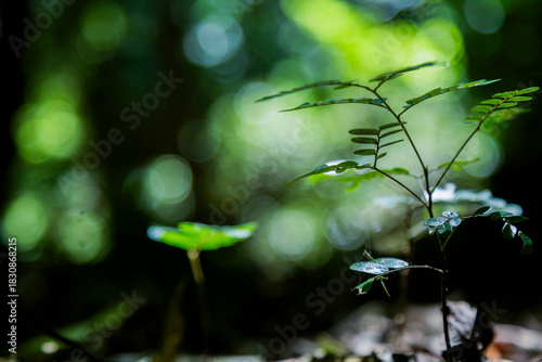 Young seedling growing on the forest floor under natural sunlight