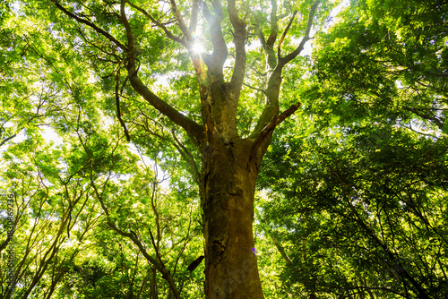 Sunlight shining through tall trees inside a dense forest.