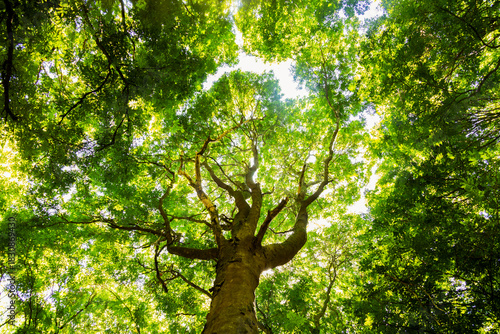 Sunlight shining through tall trees inside a dense forest.