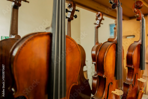 Close-up detail of green leaf surface and texture. Pau Brasil
