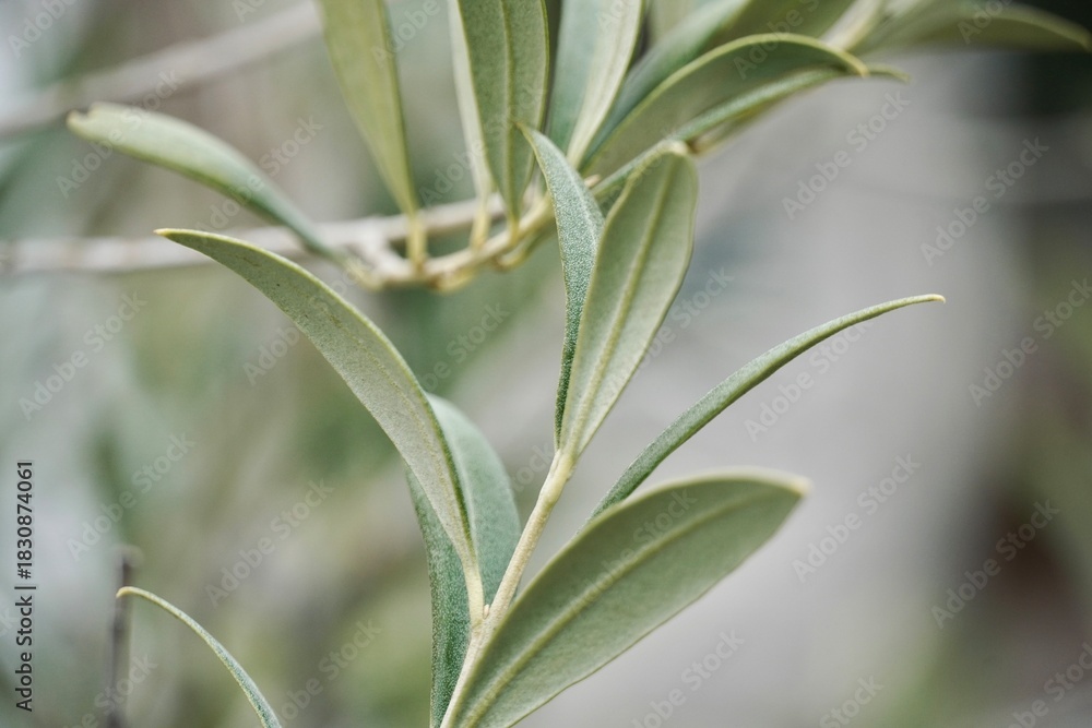Fototapeta premium Close-Up of Olive Leaves – Mediterranean Botanical Texture and Nature Detail