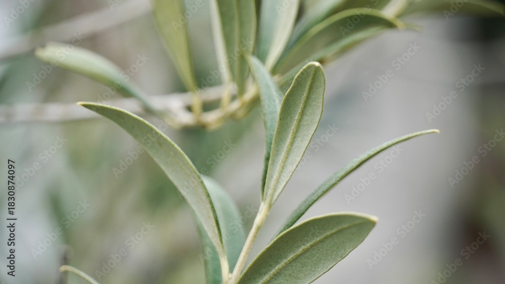 Fototapeta premium Close-Up of Olive Leaves – Mediterranean Botanical Texture and Nature Detail