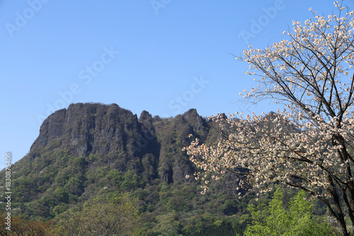 Wallpaper Mural 妙義山の桜 Torontodigital.ca