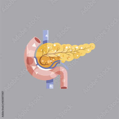 Flat design pancreas vector illustration, modern anatomy art, geometric shapes, subtle gradients