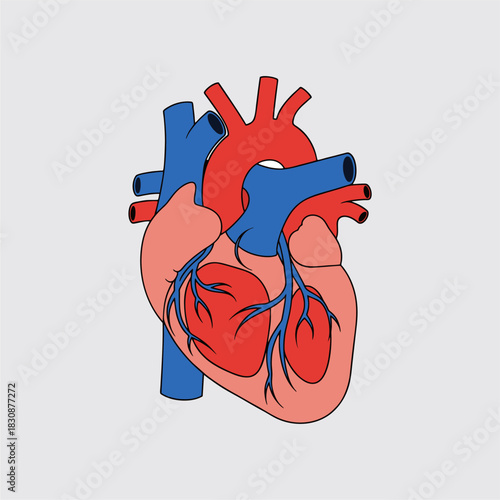 Flat vector design of the human heart, simple geometric shapes, bold solid colors, medical illustration style, clean lines, high contrast.
