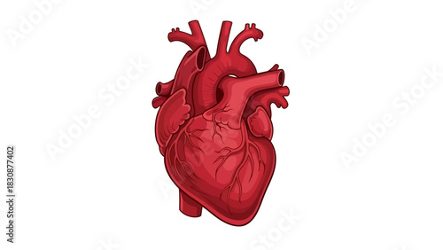 Detailed Anatomical Heart Vector Illustration Displaying the Valves and Chambers