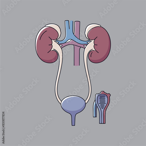 ector flat design of kidneys and urinary system, minimal detail, clean line art, medical theme