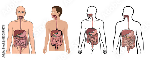Human Digestive System Cutaway Diagram with Anatomical Details