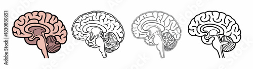 Human Brain Diagram with Detailed Cutaway and Anatomical Structure
