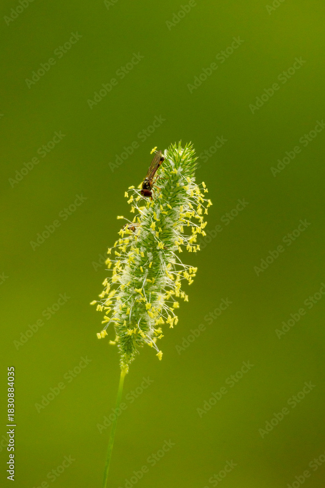 Fototapeta premium A beautiful close-up of insects feeding in a summer garden. A seasonal scenery of rural Latvia, Europe.