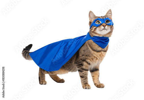 Tabby kitten wearing blue superhero cape and matching eye mask, isolated on a transparent background