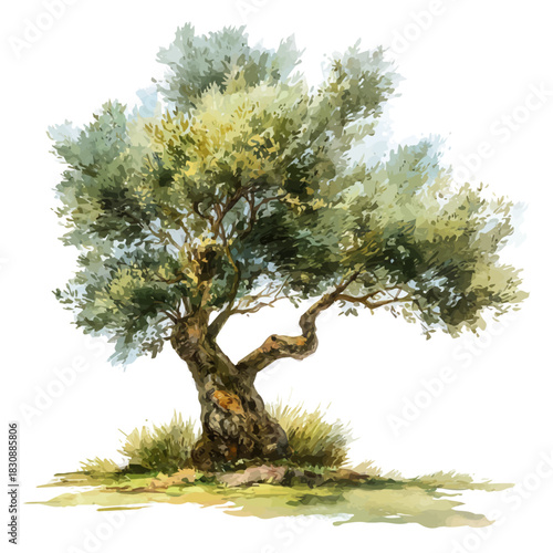Olive Tree, watercolor clipart vector, isolated on a white background.