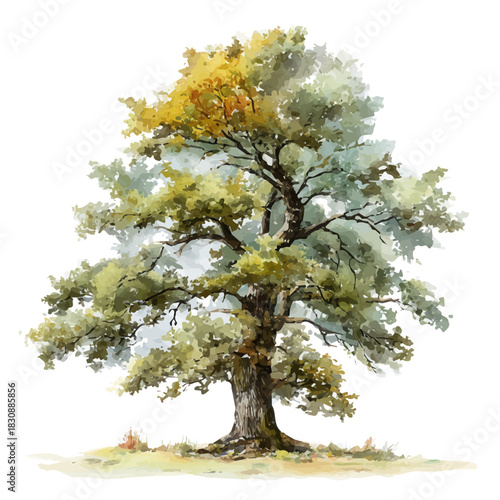 Oak Tree, watercolor illustration vector, isolated on a white background.