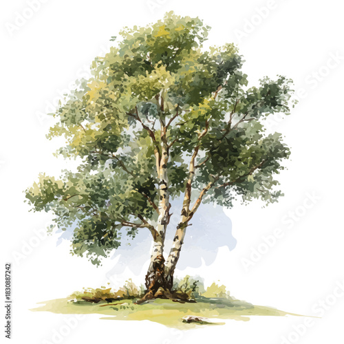 Bild auf Leinwand watercolor vector of Alder Tree, isolated on a white background.