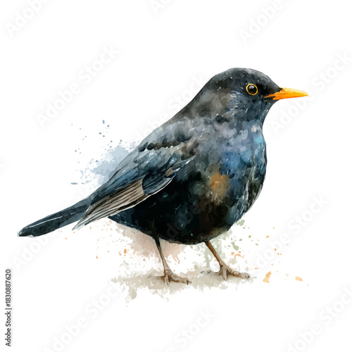 Photos Blackbird, watercolor painting vector, isolated on a white background