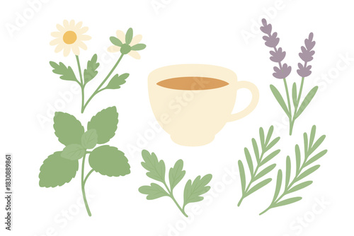 Medicinal herbs and flowers including chamomile, mint, and lavender arranged around a warm teacup