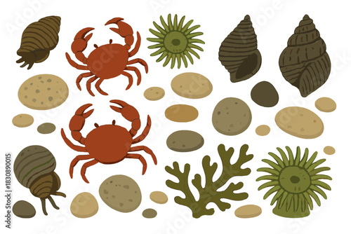 Marine animals and beach elements set including crabs snails anemones and stones