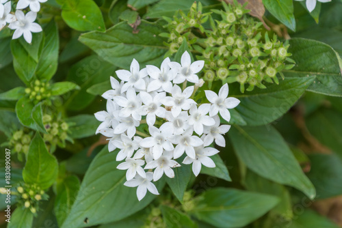 Bild auf Leinwand 緑の葉に囲まれて咲く白いペンタスの花のクローズアップ