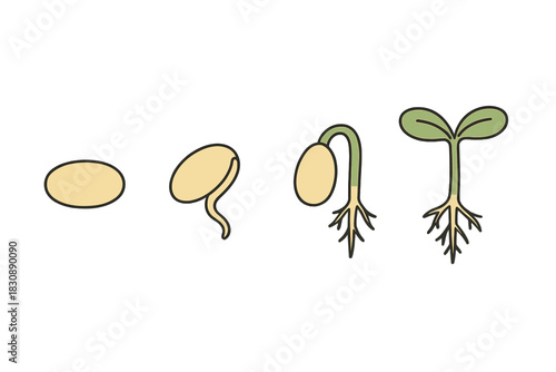 Detailed sequential steps illustrating the complete life cycle and growth stages of a sprouting plant seed