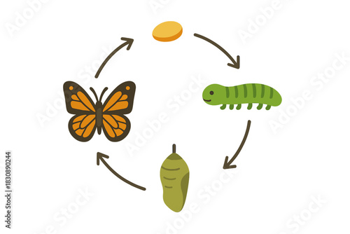 Butterfly life cycle stages showing complete insect metamorphosis from egg to adult