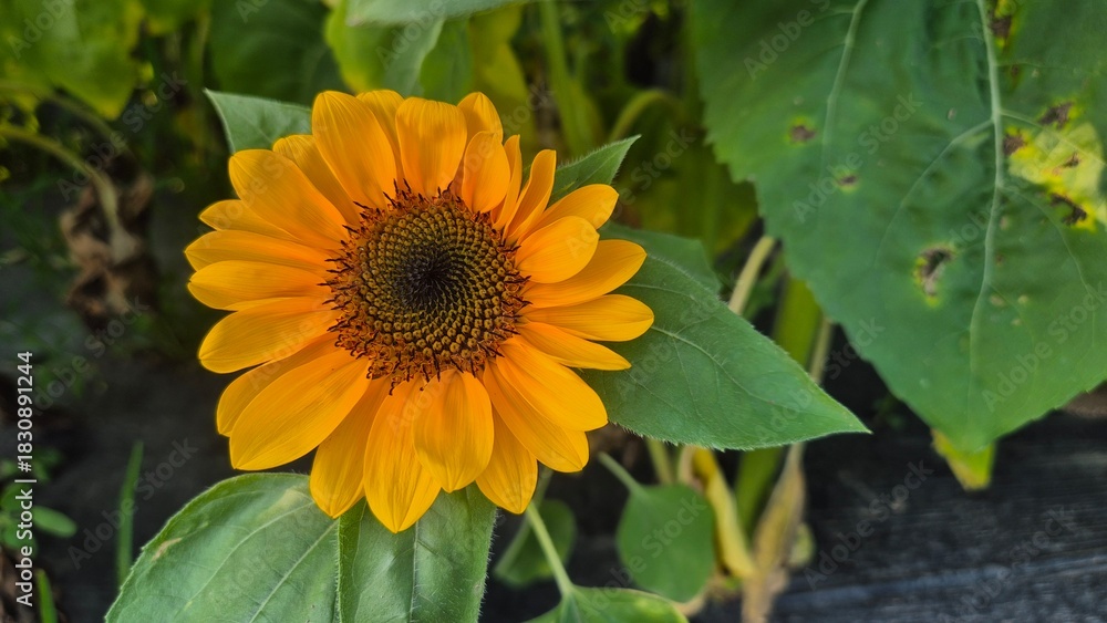 Obraz premium Bright sunflower field under clear summer skies, featuring tall golden blooms, vibrant petals, and wide scenic views filled with warm sunshine and lively seasonal mood.