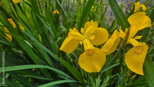 Close-up of bright yellow iris flowers with detailed petals and lush green leaves, captured in vivid summer daylight.