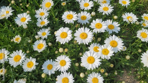 White daisy flowers blooming in dense clusters with bright yellow centers, creating a cheerful floral scene in natural summer light.