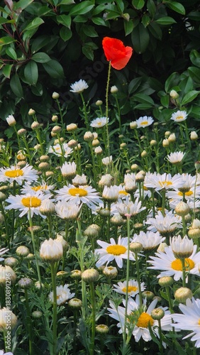 Red poppy blooming among white daisies, creating a striking contrast of vibrant colors within a natural flower field.