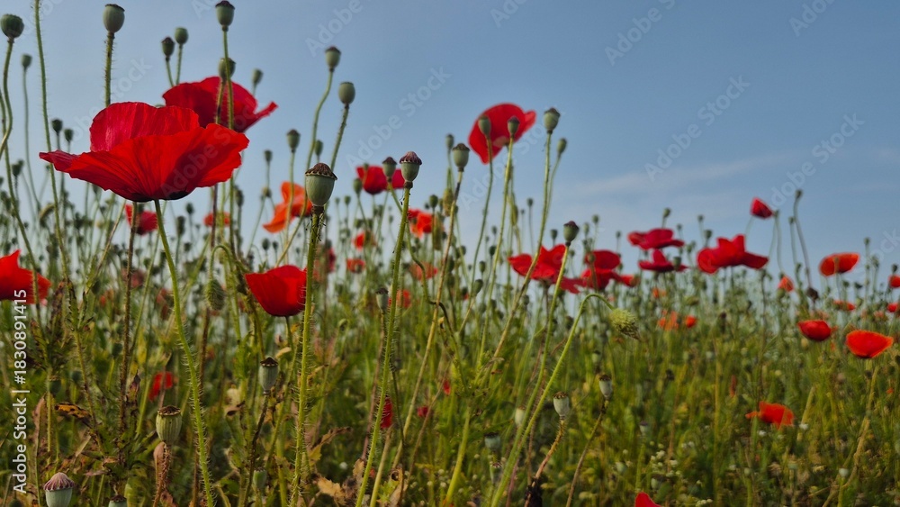 Obraz premium Vivid red poppy flower field in early summer, stretching across open meadows with bright sunlight and clear sky, captured with vibrant colors and strong seasonal atmosphere.