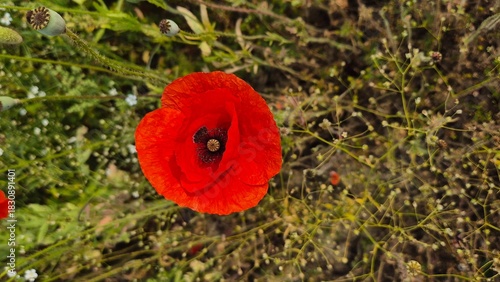 Vivid red poppy flower field in early summer, stretching across open meadows with bright sunlight and clear sky, captured with vibrant colors and strong seasonal atmosphere.