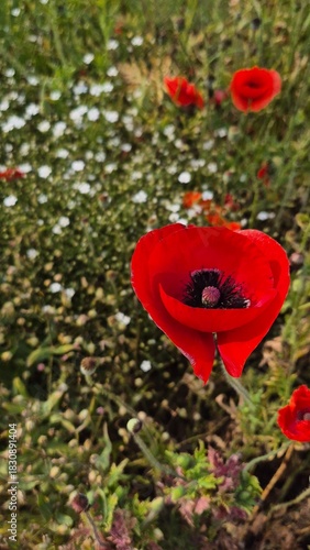 Vivid red poppy flower field in early summer, stretching across open meadows with bright sunlight and clear sky, captured with vibrant colors and strong seasonal atmosphere.