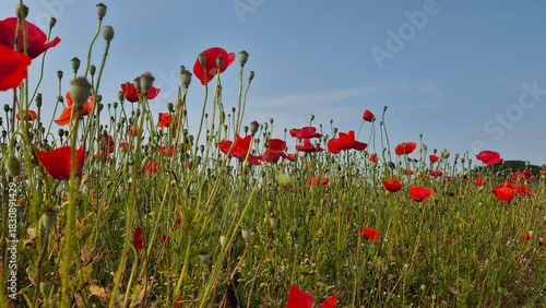 Vivid red poppy flower field in early summer, stretching across open meadows with bright sunlight and clear sky, captured with vibrant colors and strong seasonal atmosphere.