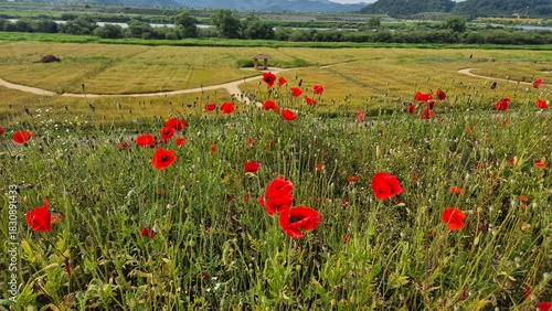 Vivid red poppy flower field in early summer, stretching across open meadows with bright sunlight and clear sky, captured with vibrant colors and strong seasonal atmosphere.