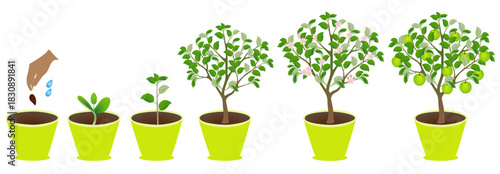 Growth cycle of an apple tree in a pot on a white background..eps