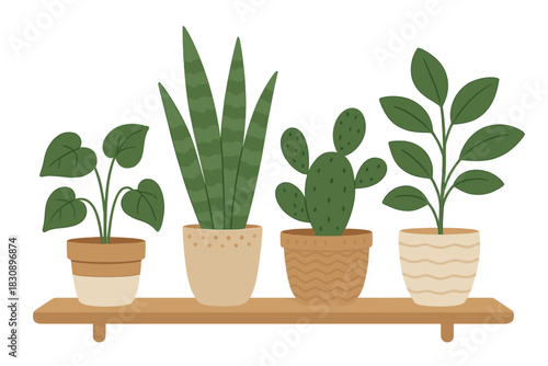 Collection of popular indoor houseplants including snake plant and cactus displayed on a wooden shelf