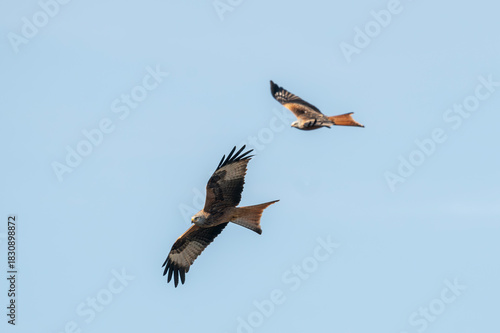 osprey in flight