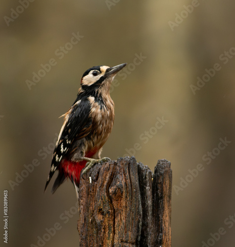 great spotted woodpecker