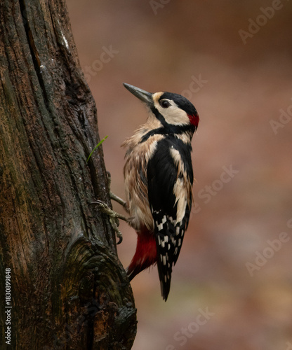Great Spotted Woodpecker