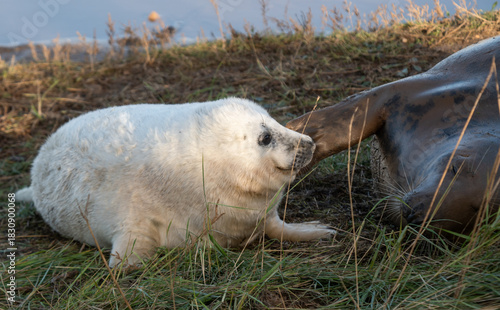 Grey Seal Pup