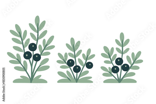 Three stylized blueberry bushes with dark berries and green leaves on white background