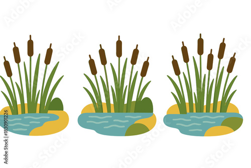 Three groups of tall cattail plants growing in a wetland environment with water and land patches