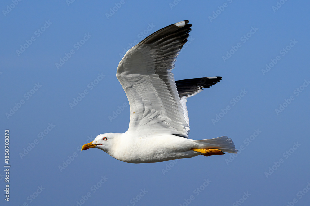 Obraz premium Lesser Black backed Gull in flight
