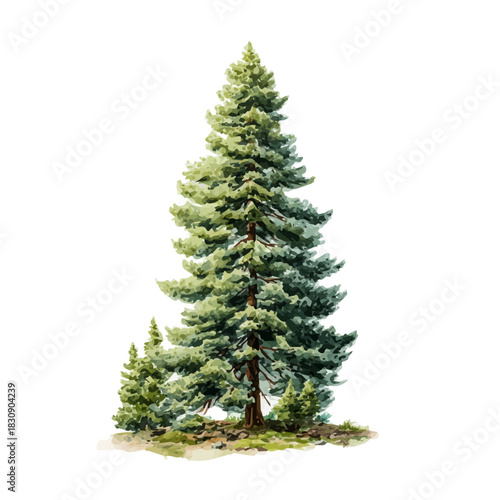Chinese Fir Tree, watercolor painting vector, isolated on a white background.