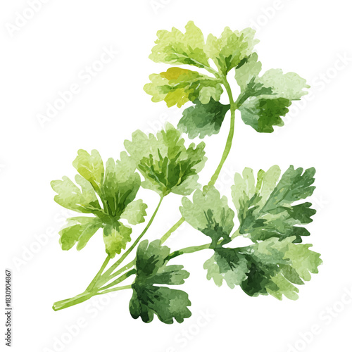 Parsley, watercolor drawing vector, isolated on a white background.