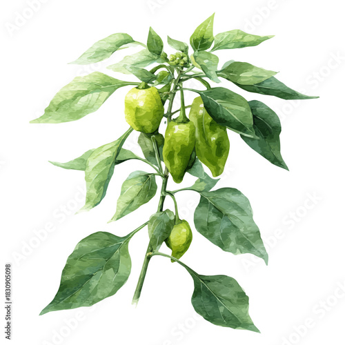 Wallpaper Mural watercolor of Pepper Plant, vector, isolated on a white background. Torontodigital.ca