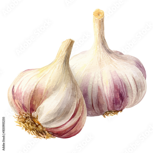 Garlic, watercolor clipart vector, isolated on a white background.